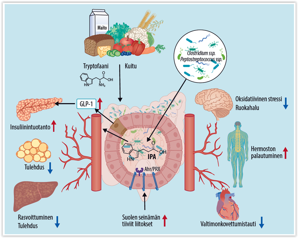 Review about indolepropionic acid published